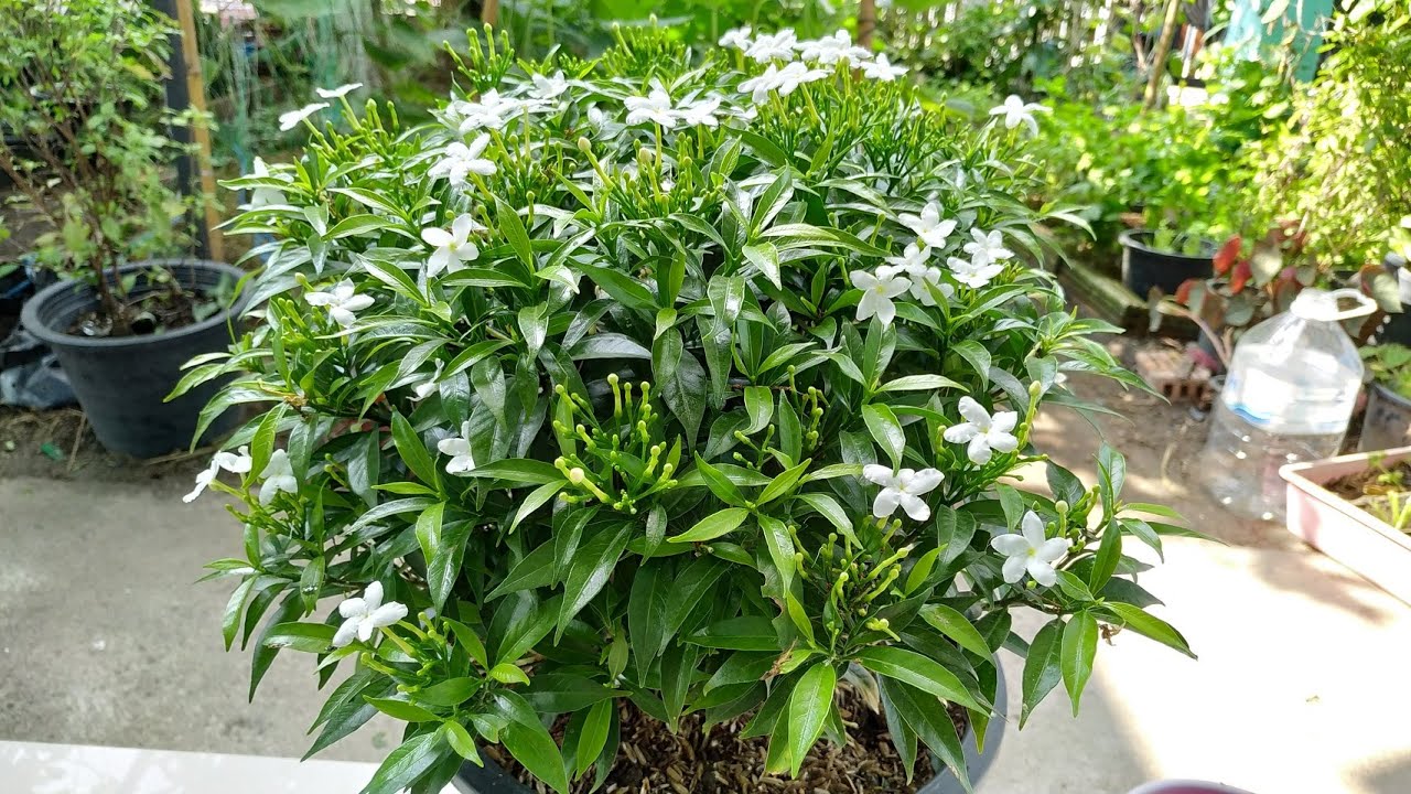 ต้นพุดศุภโชค