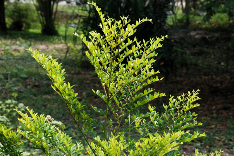 ต้นล่ำซำ