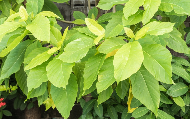 ต้นแสงจันทร์