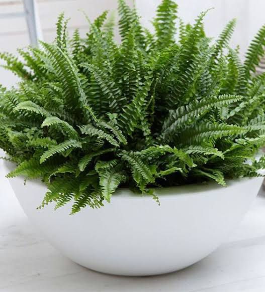 ต้นเฟิร์นใบมะขาม