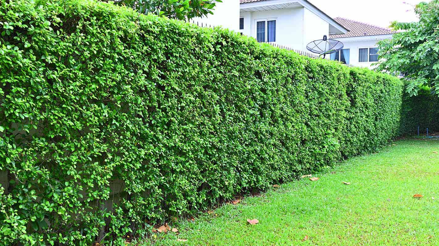 ต้นไทรเกาหลี