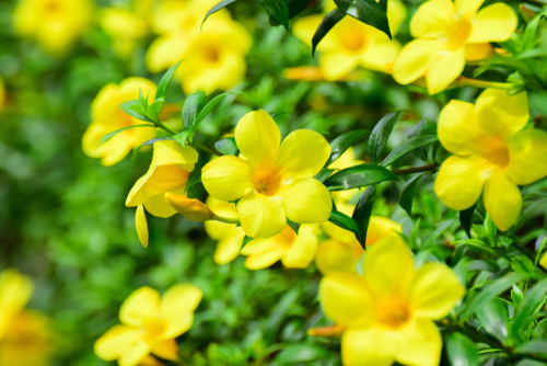 ต้นจันทร์กระจ่างฟ้า