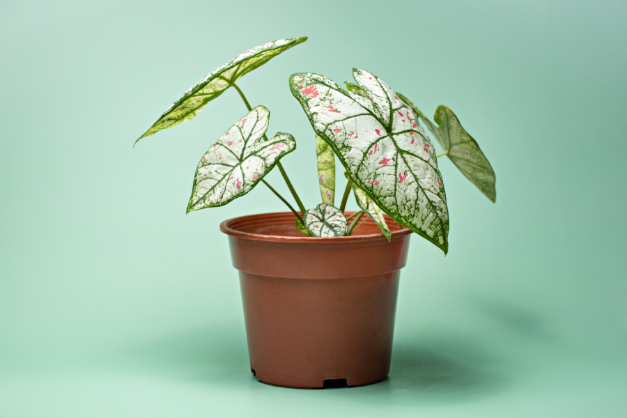 ต้นบอนสี